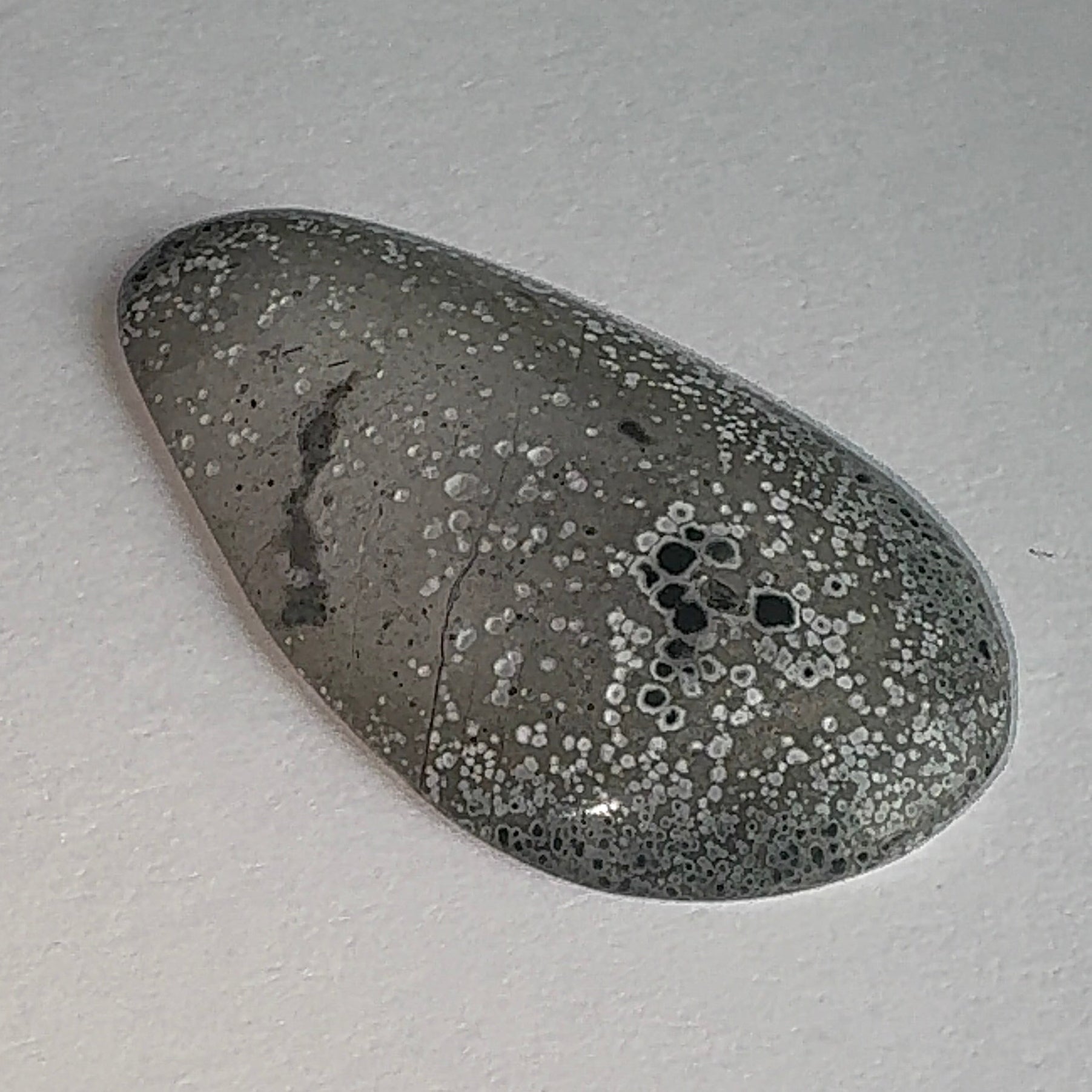 20ct Variscite bi valve pseudomorph