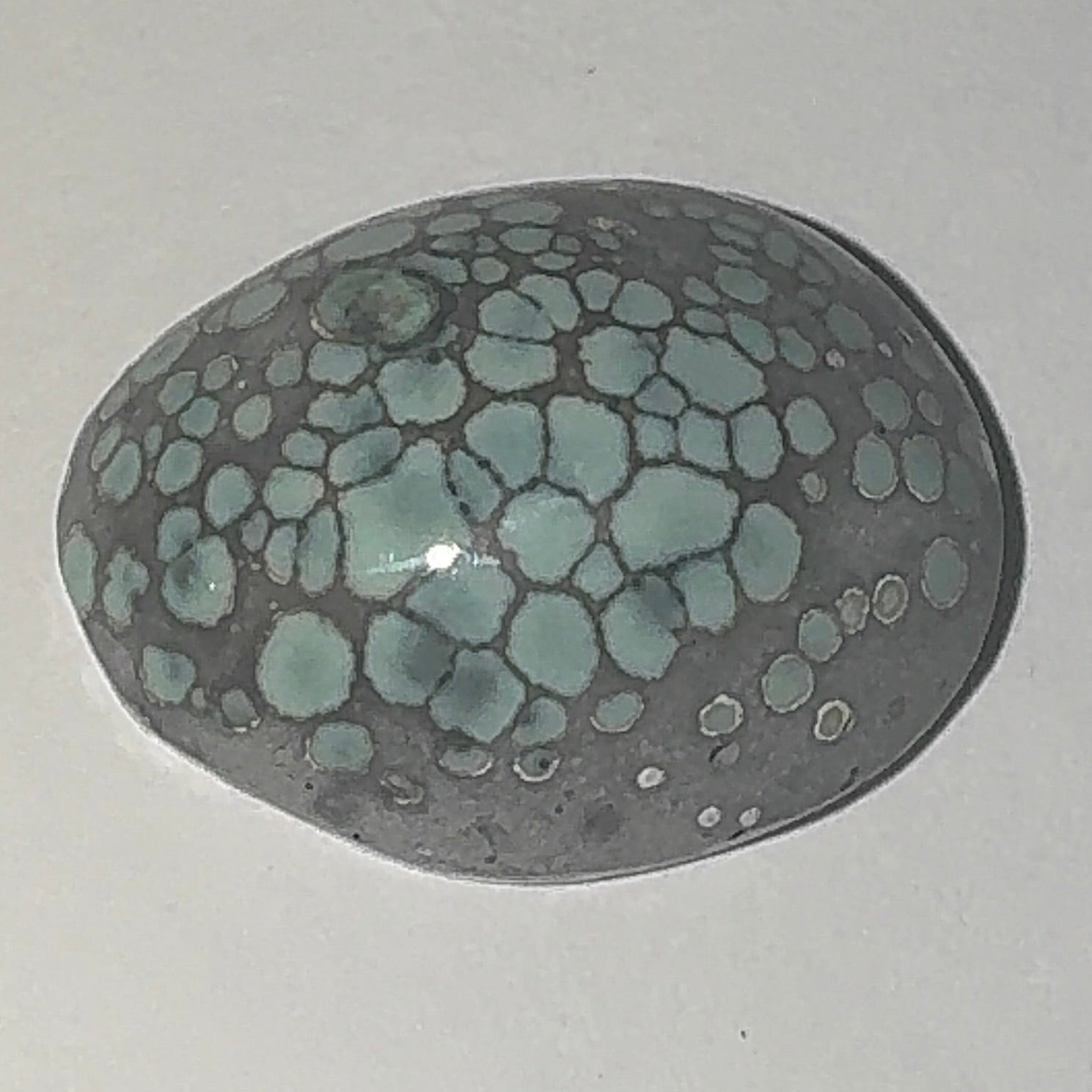 12ct Variscite bi valve pseudomorph