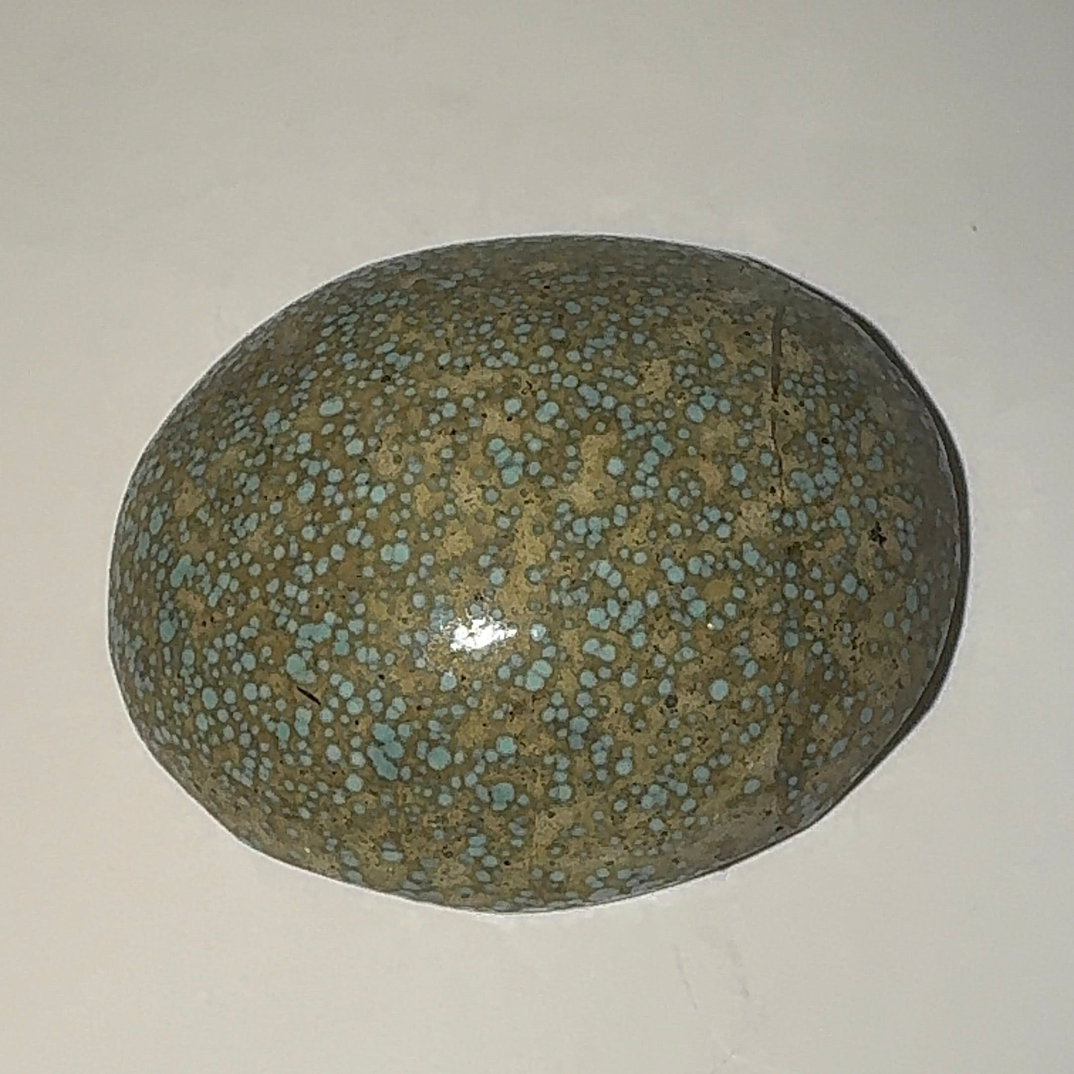 24ct Variscite bi valve pseudomorph