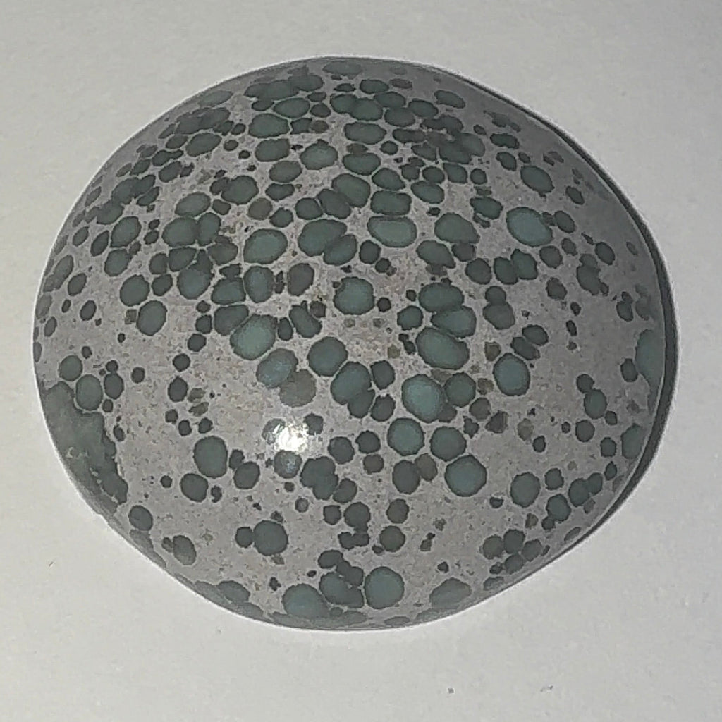 22ct Variscite bi valve pseudomorph