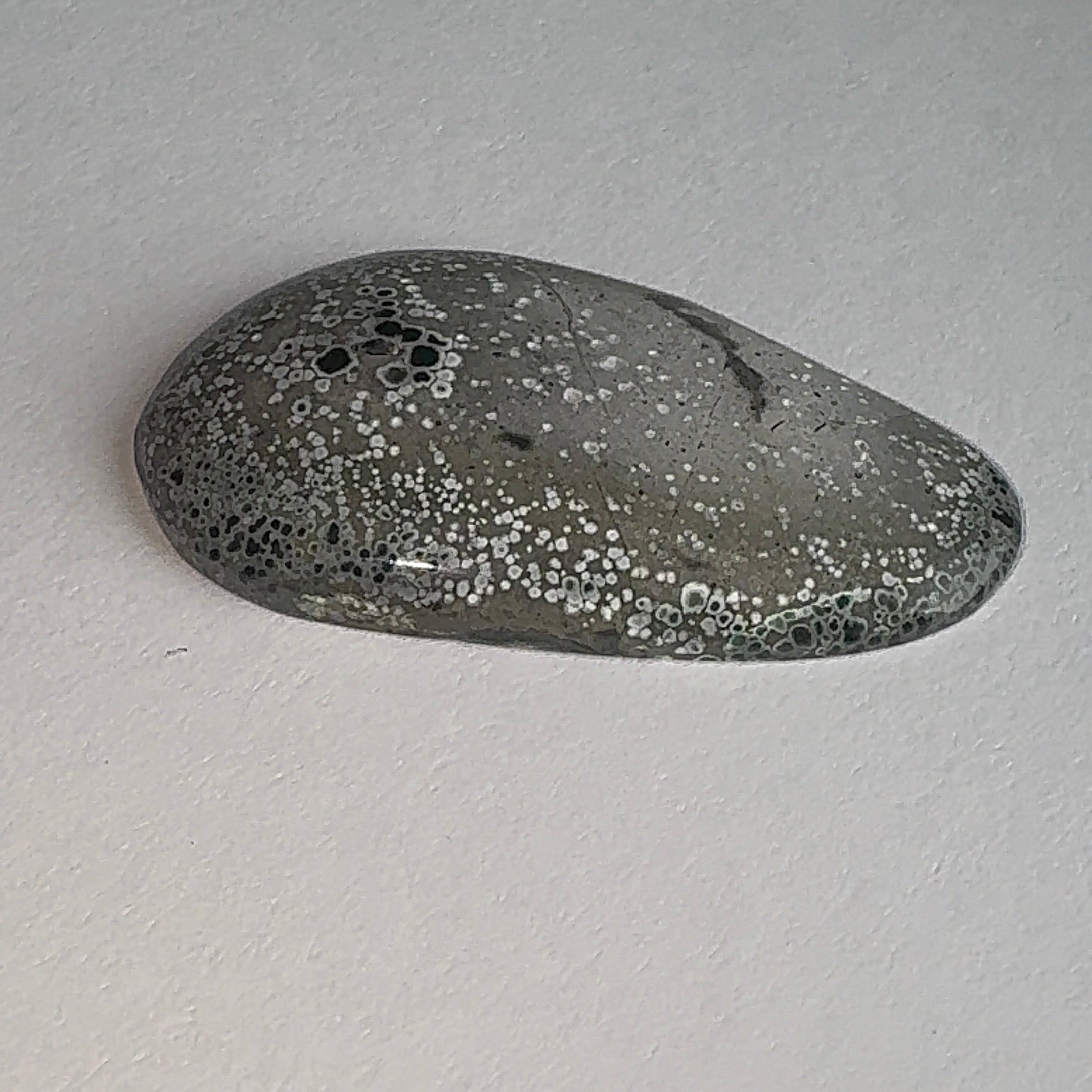 20ct Variscite bi valve pseudomorph