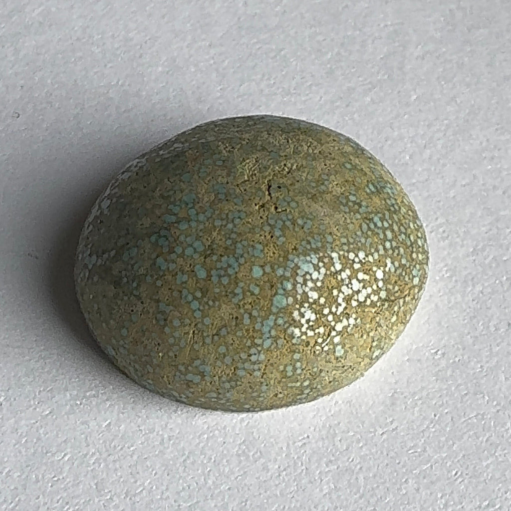 28ct Variscite bi valve pseudomorph