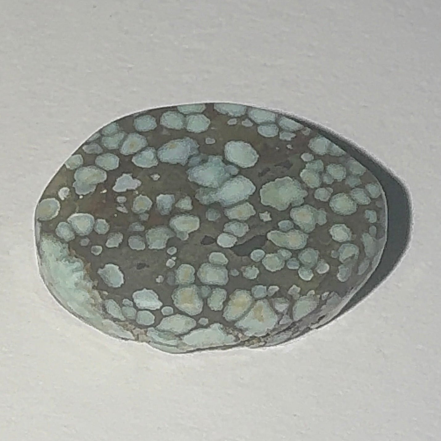 9ct Variscite bi valve pseudomorph