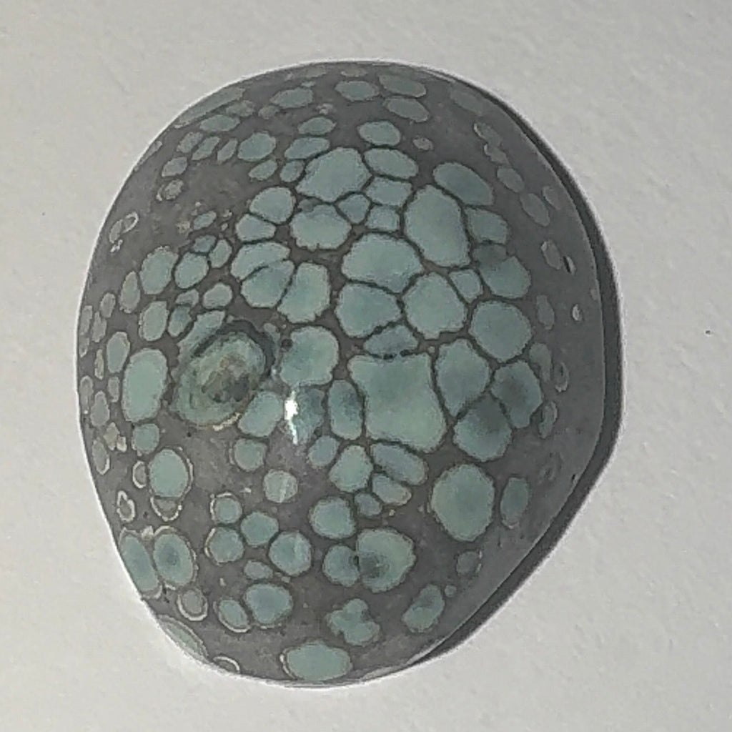 12ct Variscite bi valve pseudomorph