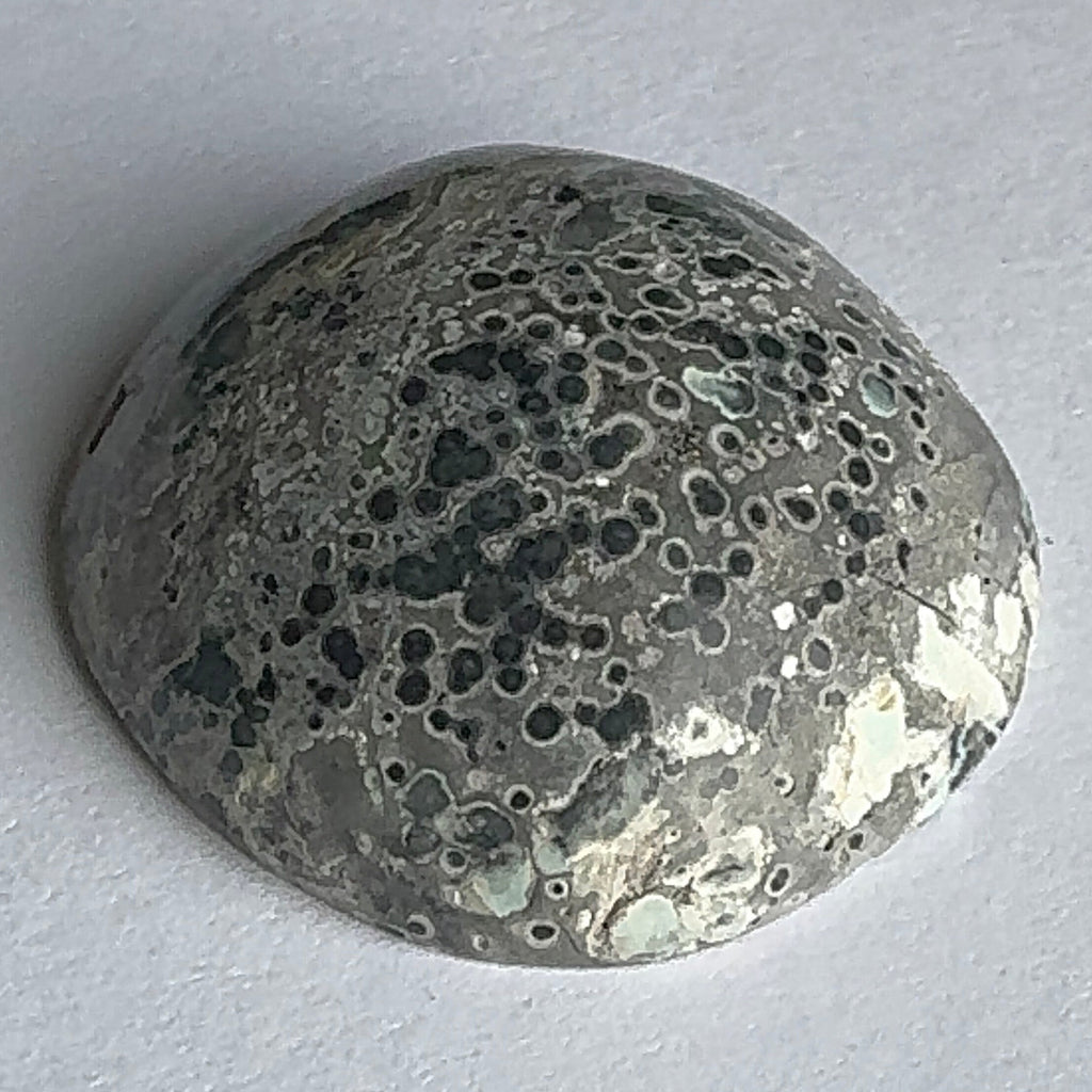 62ct Variscite bi valve pseudomorph