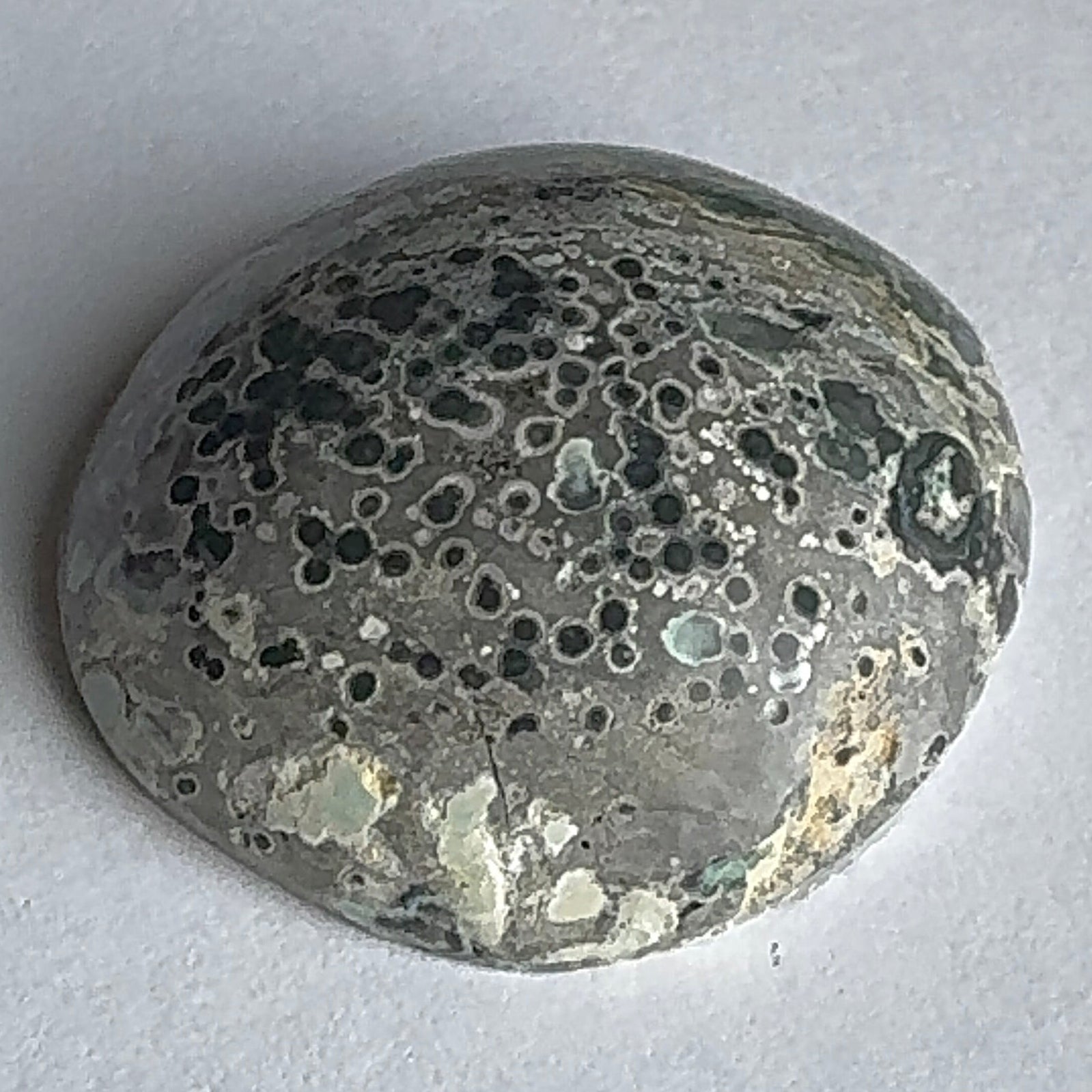 62ct Variscite bi valve pseudomorph