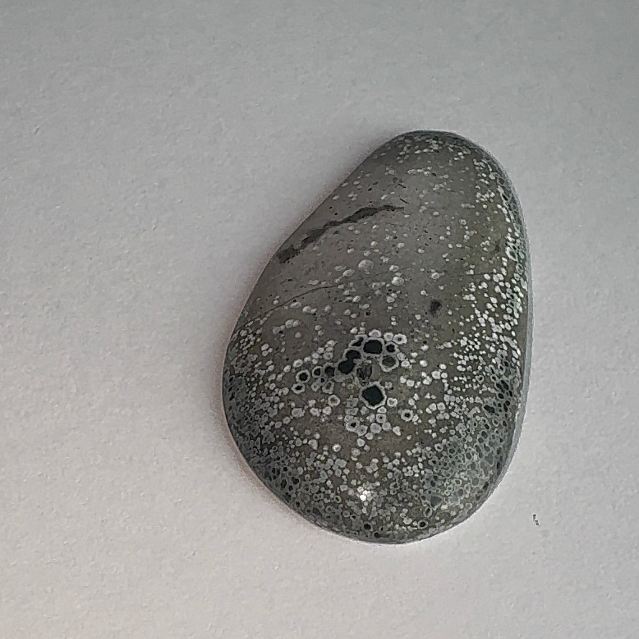 20ct Variscite bi valve pseudomorph