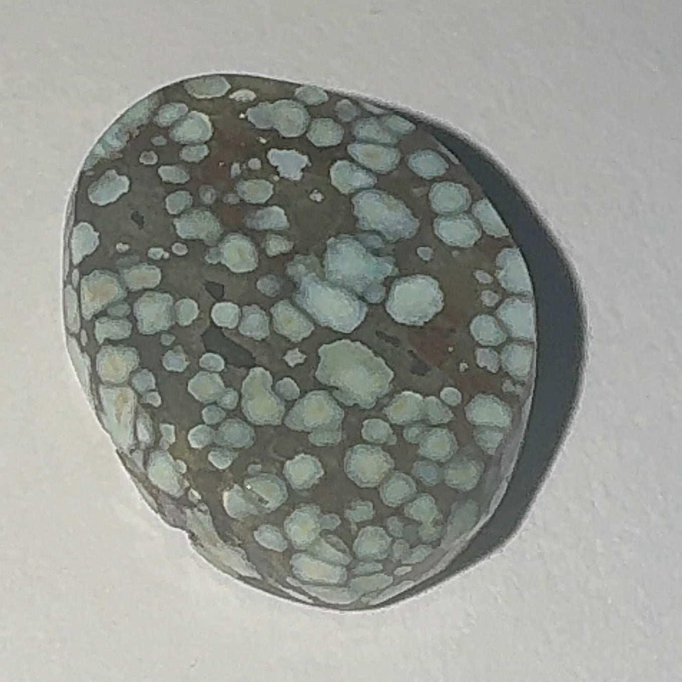 9ct Variscite bi valve pseudomorph