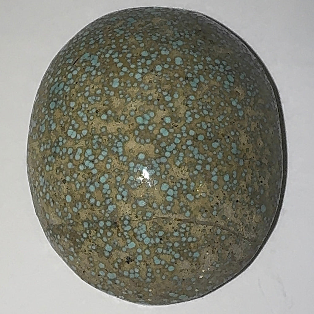 24ct Variscite bi valve pseudomorph