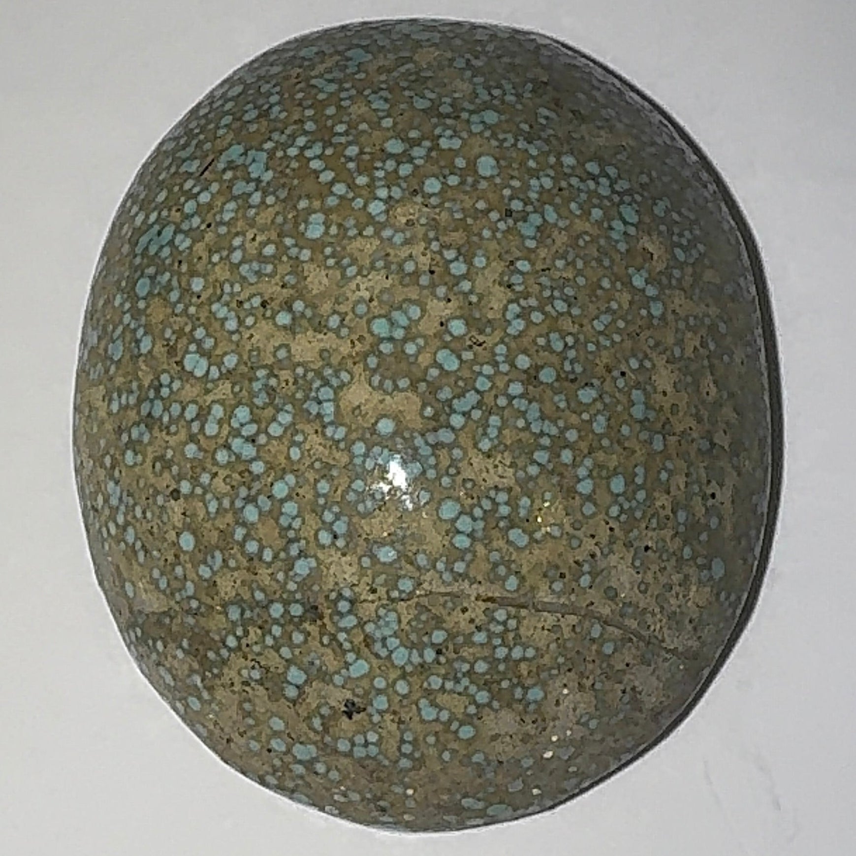 24ct Variscite bi valve pseudomorph