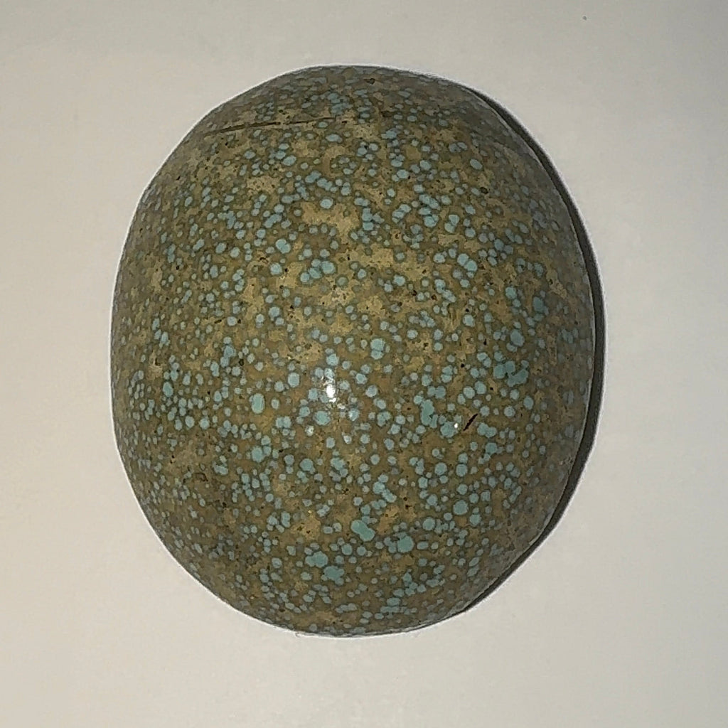 24ct Variscite bi valve pseudomorph