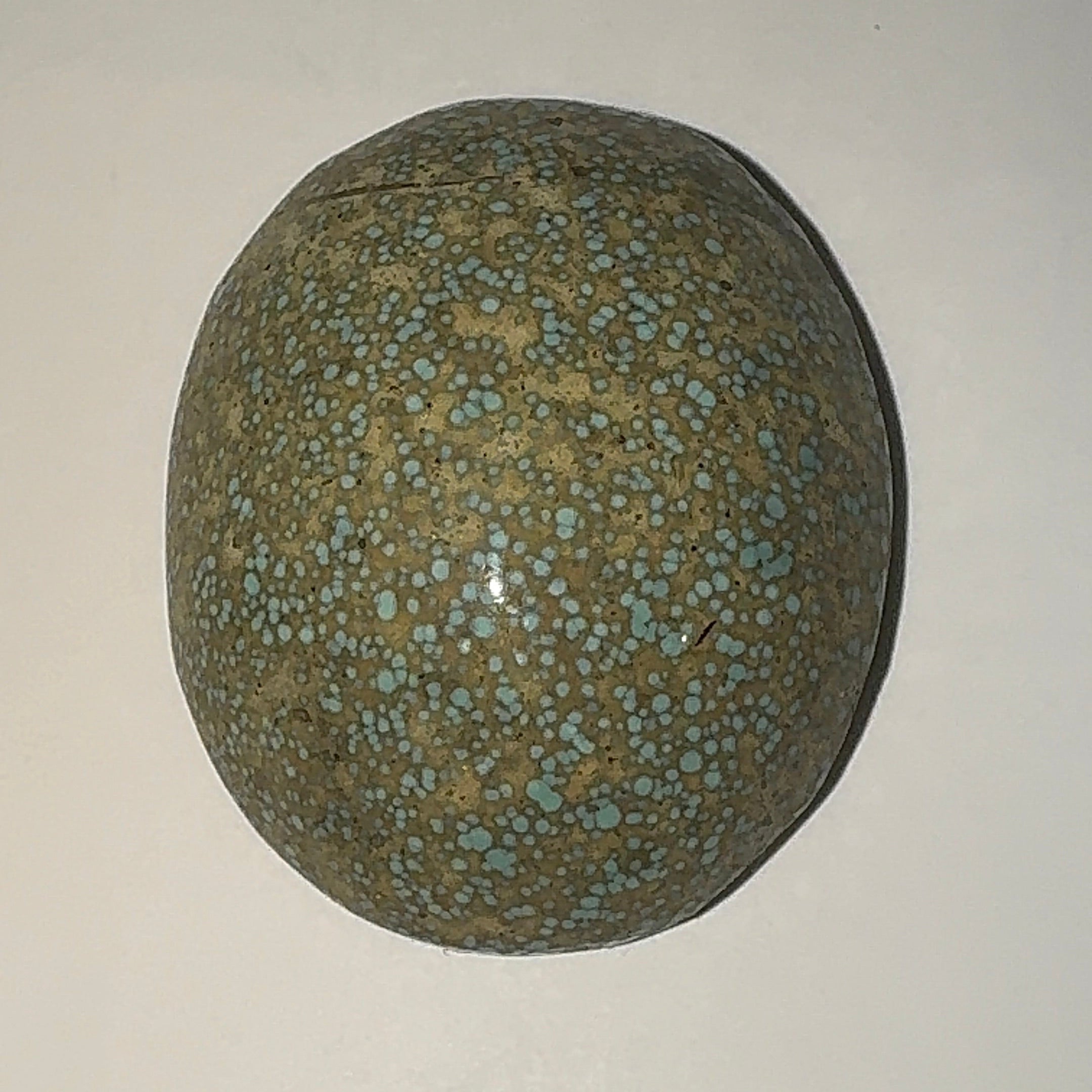 24ct Variscite bi valve pseudomorph