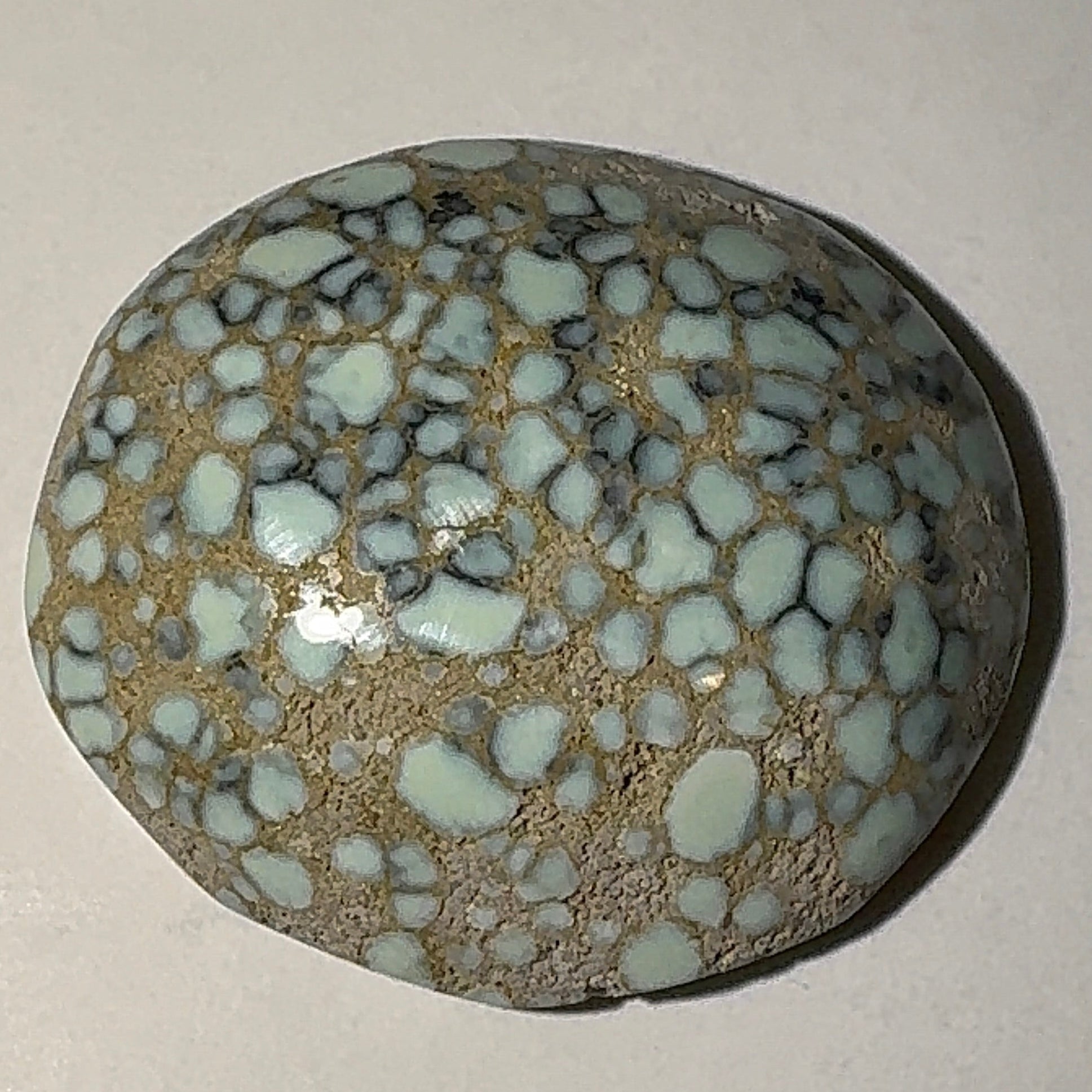 5ct Variscite bi valve pseudomorph